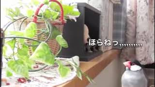 文鳥動画 Java sparrow 白文鳥ふーちゃんご機嫌斜め