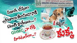 తప్పు ఎవరిదీ? || Special Story on Street Dogs || V3 News Channel