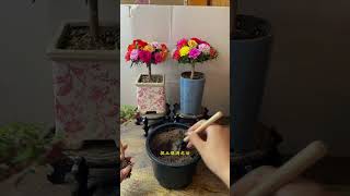 Unboxing portulaca flower plant in pot #shortvideo #howtogrowportulaca #floweringplant #gardenflower