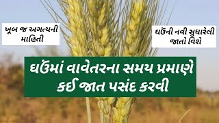 ઘઉંના વાવેતરના સમય પ્રમાણે જાતની પસંદગી | Wheat sowing time and selection of best varieties