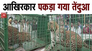 Hodal में वन विभाग टीम ने Leopard को पकड़ा, 9 दिनों से दहशत में थे ग्रामीण