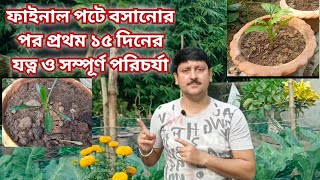 ফাইনাল পটে বসানোর পর কী করলে গাছ ঝড়ের গতিতে বৃদ্ধি পাবে | এই ভুলগুলো করা যাবে না My Garden Raju Paul