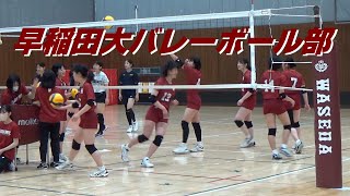 早稲田大学バレーボール部