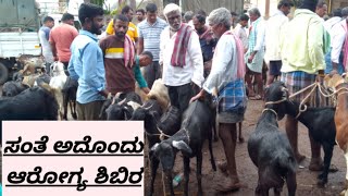 ಕುರಿ ಮತ್ತು ಆಡು ಸಂತೆ ತುಮಕೂರು @ Indian goat 2022