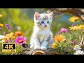 12 Hours of Anti Anxiety Music for CATS: Cure Separation Anxiety with Cat Music & Cats Calming Music