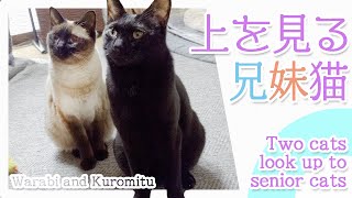 上を見る兄妹猫