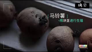 植物的無性生殖  【中學生物】