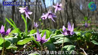 カタクリの花が見頃 佐野の群生地