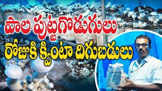 ప్రతి రోజు వంద కేజీలు || Mushroom Cultivation with Zero Contamination || B Srinivasa Rao 7989029616