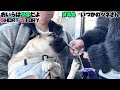 【面白パグ動画】パグのツネさんは深く反省しています...