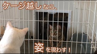 ビビりの保護猫ちゃんもお客さんに知ってもらいたい！【保護猫カフェ】