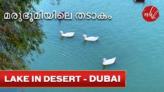 Al Qudra Duck \u0026 Swan Lake - Dubai | മരുഭൂമിയിലെ ഒരു സുന്ദര തടാകം  - ദുബായ് | UAE Desert Lakes | 4K