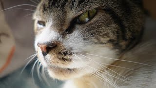 パパと添い寝でゴロゴロ爆音なリキちゃん　～17日の様子～【リキちゃんねる　猫動画】 キジトラ 猫のいる暮らし