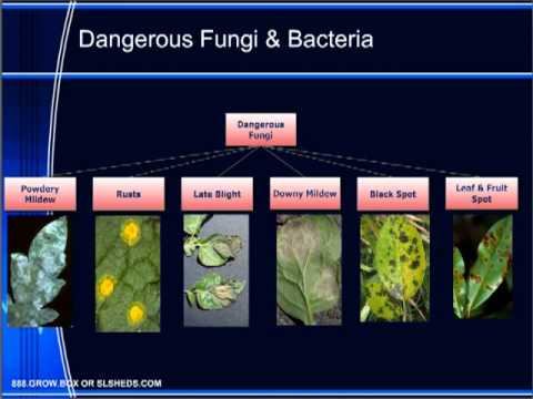 Plant Health and Disease Troubleshooting Guide