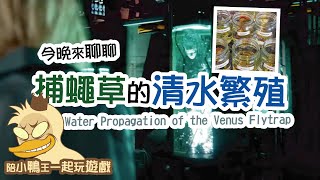 2023/0611〔蝕話實說〕捕蠅草的清水繁殖 Water Propagation of the Venus Flytrap