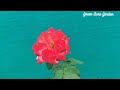 புதுசா ரோஜா செடி வாங்குறவங்க இதை மட்டும் பண்ணாதிங்க rose plant growing tips gardening