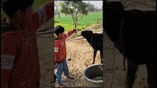 chhoti chhoti gaiya chote chote gwal short video #shortsvideo #shorts #cow