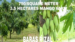 VIDEO#84            3.5HECTARES MANGO FARM WITH RESTHOUSE \u0026 CREEK