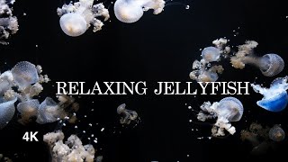 Relaxing Jellyfish Aquarium in 4K with ambient under Water Sound | ASMR | Sleep and Focus