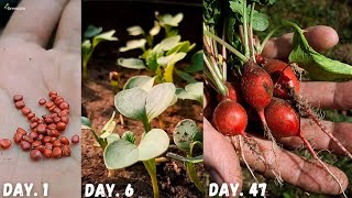 Top 7 Secrets for Successfully Growing Radishes In Pots..! - @greenica