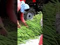 Drumstick Farming High Profitable Business -  ODC 3 Drumstick -  #shortsvideo #viralshorts