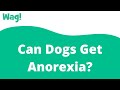 Can Dogs Get Anorexia? | Wag!