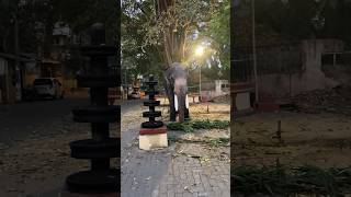 @ Sree Poornathrayeesa Temple #morning #elephant