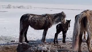 16.03.2024 ж. Батыр деген тяж айғырдың үйірінен көк бие құлындады