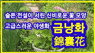 금낭화.錦囊花,슬픈 전설이 서린 신비로운 꽃 모양.고급스런 야생화