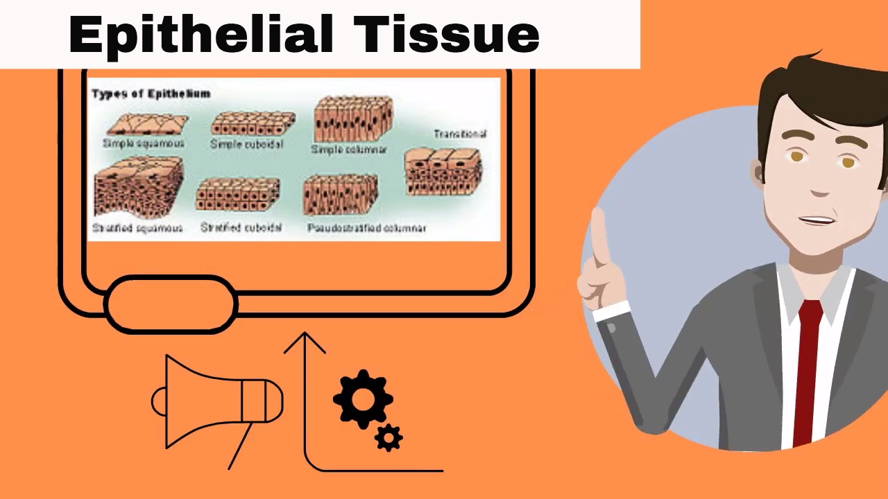 Epithelial Tissue For Kids - YouTube