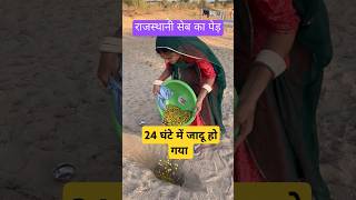 राजस्थान के प्रसिद्ध सेब (बेर) को ऐसे मीठा करते हैं #tricks #hacks #minivlog #shorts #apple #jethi