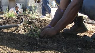 CSP SOLANO INSIGHT GARDEN