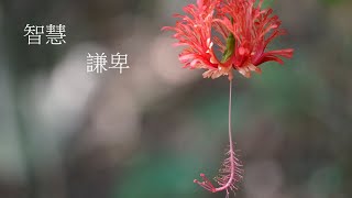 靈修:智慧-謙卑 20211126