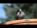 rÊver de pigeon signification des reves interpretation des reves dream interpretation pigeon