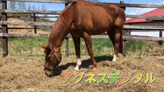 競馬の英雄【生前のアグネスデジタル】