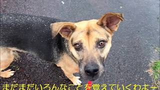 動物・専門学校・新潟・犬・トリック・ちくわのスラローム編