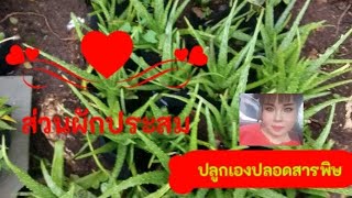 อัพเดท#ผักสวนครัว  เปลี่ยนข้างๆและหน้าบ้านมาเป็นส่วนผักปลูกไว้ท่านเองไว้ข่ายปลอดสาร#ส่วนผสม