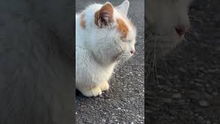 静かにご飯を待っているベテランのオオタクン 231206 #猫に恩返し #猫 #shorts