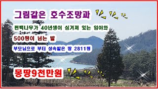 [그림같은 호수조망과 편백나무숲] 부모님으로 부터 상속받은 밭과 임야  40년생의 편백나무가 빼곡하게 들어 서있고 밭 까지 있어요  몽땅9천