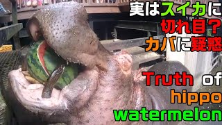 スイカに切れ込み？カバの真実 The truth of hippo watermelon