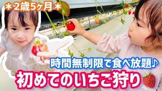 【いちご狩り】2歳5ヶ月＊長野県のこもろ布引いちご園で時間無制限のいちご狩り♪