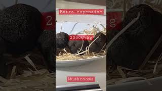 Extra expensive truffles… in usual supermarket