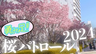 お花見サイクリング2024 桜がきれいな（はずだった）道