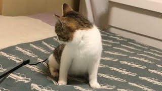 おもちゃを見失ってキョロキョロする子猫The kitty lost her toy!【ショート動画】#Shorts