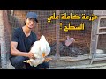 اغرب مزرعة في المحمودية