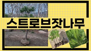 대박난 상품 스트로브잣나무 BEST 5 | 지금 바로 픽업하세요.