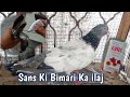 Sans Ki Bimari Ka ilaj | Hashim Mahmood Pigeons