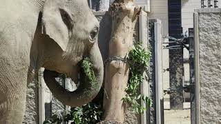 ゾウ石川造園孟宗竹20210531カムパート／Harumi Kampart, an elephant, eats donated bamboo, taken on May 31, 2021.