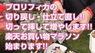 【多肉植物】プロリフィカの切り戻し・仕立て直し!!切って挿して増やします!!楽天お買い物マラソン始まります!!【succulent】トロピカルガーデン