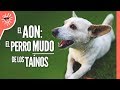 El Aon: el PERRO MUDO de los TAÍNOS | Historia República Dominicana